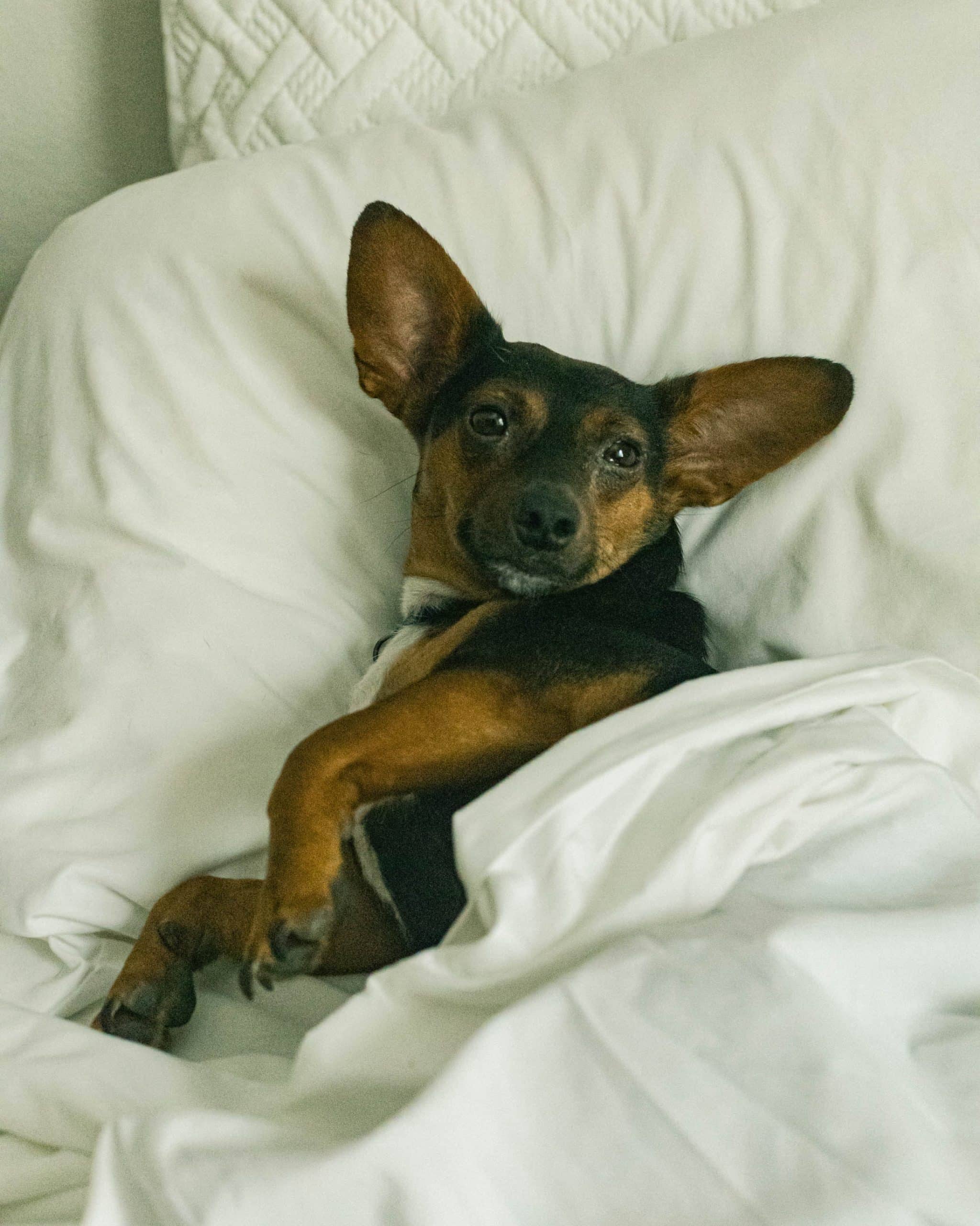 The Confluence Hotel - dog in hotel bed